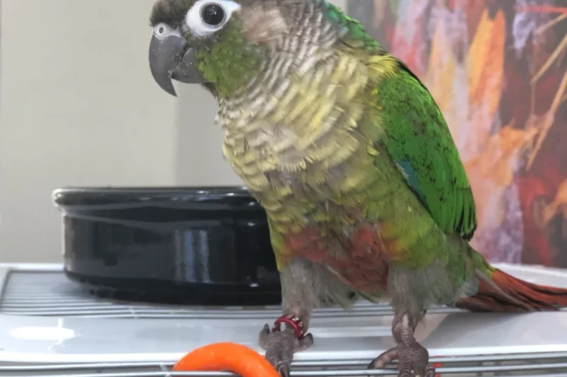 Addressing Avian Skin and Feather Distress: A Comprehensive Guide for Indoor Bird Owners on Humidity, Bathing, and Nutrition