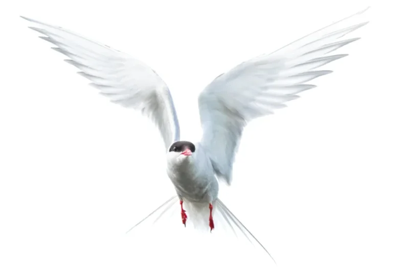 Advanced Techniques and Ethical Considerations in Bird Photography: A Guide to Technical Mastery and Conservation