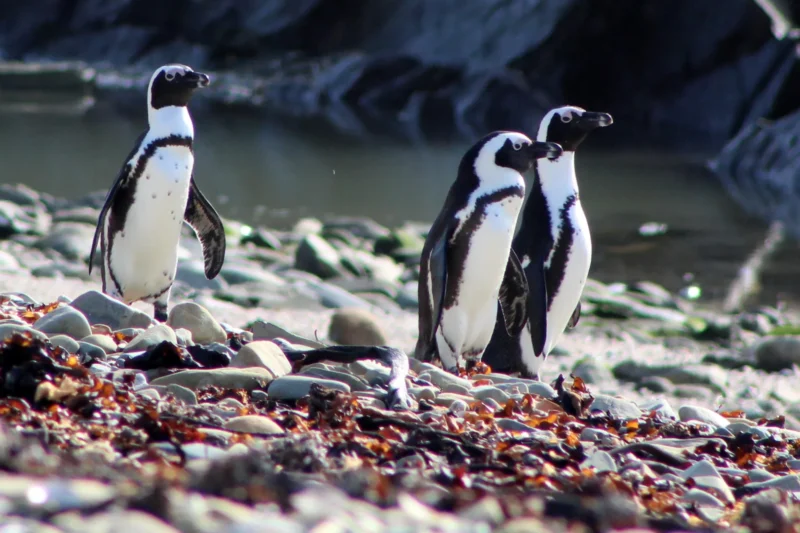 African Penguins Compete with Fishing Vessels for Scarce Food Sources, New Study Reveals