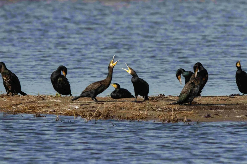 Al Siniyah Island: A Crucial Sanctuary for Vulnerable Socotra Cormorants and Coastal Biodiversity Faces Growing Threats