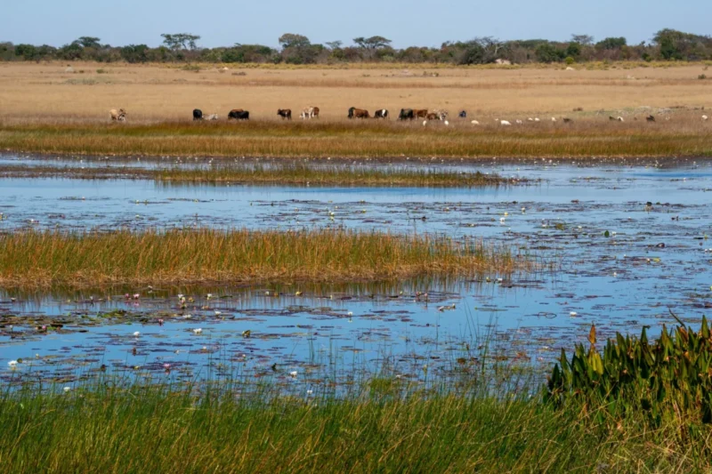 BirdLife International and World Bank Accelerate Global Flyway Conservation Efforts with Historic Partnerships and Tangible Progress