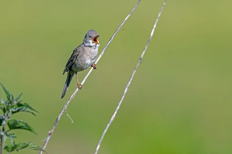 Birdsong Identification Apps Revolutionize Birdwatching in the United States