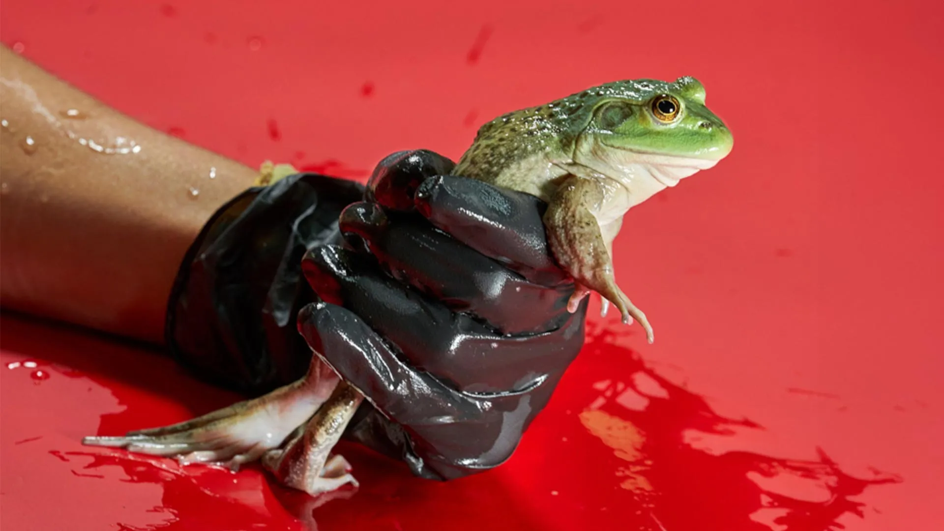 Scourge Origin Brazil's Amphibian Scourge: New Evidence Points to Indigenous Origin of ...