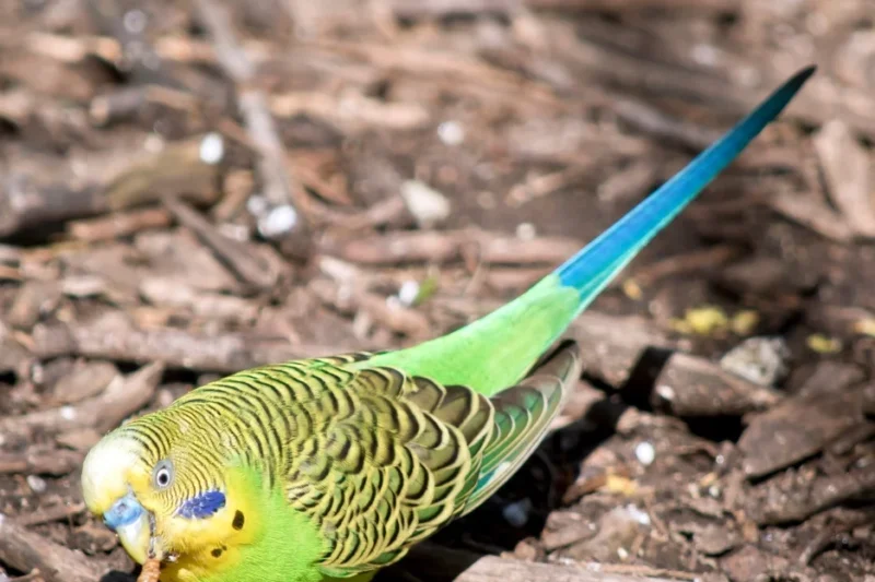 Comprehensive Dietary Guidelines Issued for Budgerigar Parakeets Emphasizing Varied Nutrition and Household Food Safety