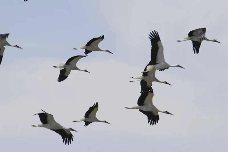 Conserving the Arteries of Life: The Critical Role of the African-Eurasian Flyway and the Jordan Rift Valley