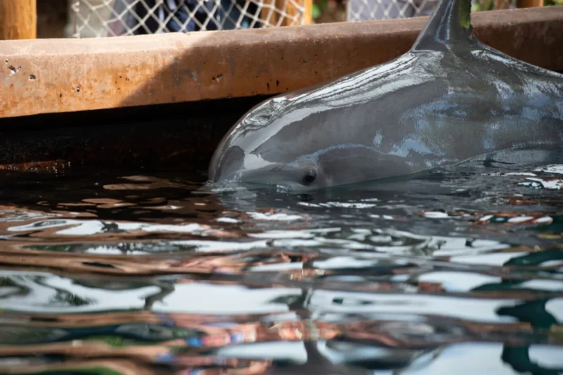 Dolphins Don’t Belong in Tiny Tanks: They Need YOUR Help