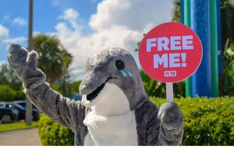 Dolphins Don’t Belong in Tiny Tanks: They Need YOUR Help
