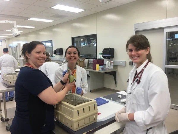Dr. Rebecca Duerr presents on Oiled Wild Bird Care to the Kansas State University Exotic Animal Medicine Club