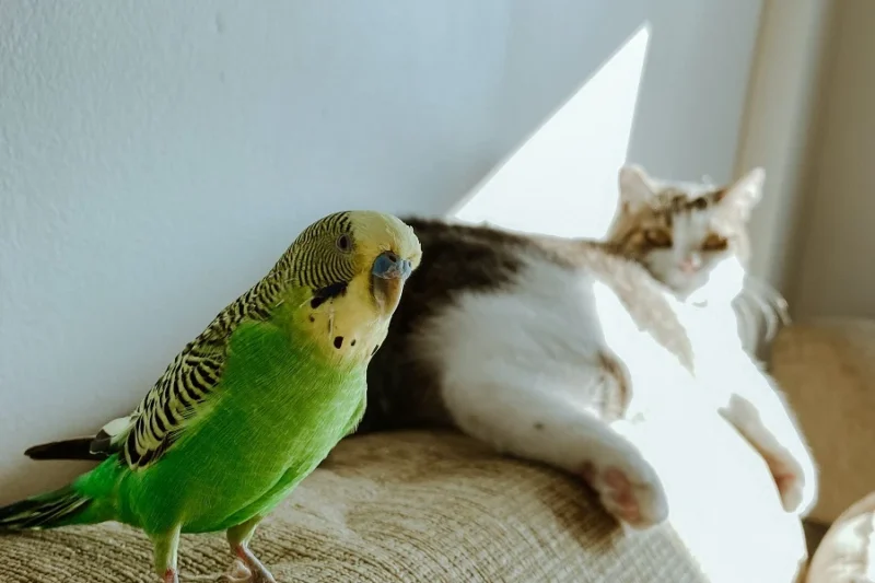 Ensuring Parrot Safety: A Comprehensive Guide to Protecting Your Avian Companion