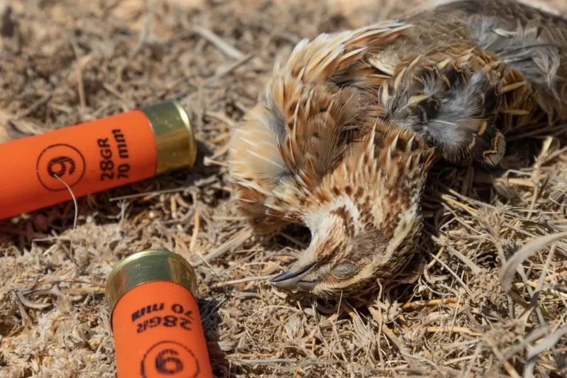 EU decision-makers ignore call of 60,000+ citizens to completely ban lead ammunition
