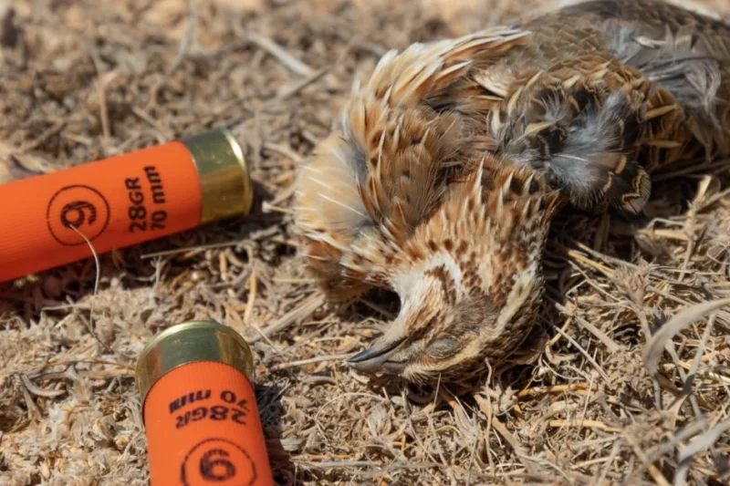 EU decision-makers ignore call of 60,000+ citizens to completely ban lead ammunition