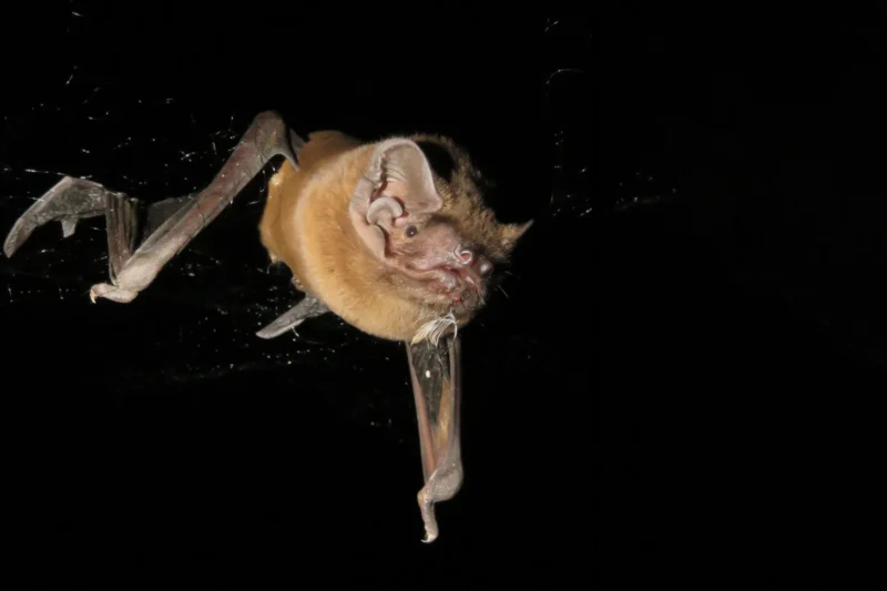 Europe’s Largest Bat Hunts and Devours Birds Mid-Flight, Unraveling a Quarter-Century Mystery