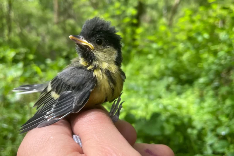 Extreme Weather Conditions Threaten Young Great Tit Survival, Early Breeding Offers a Crucial Shield