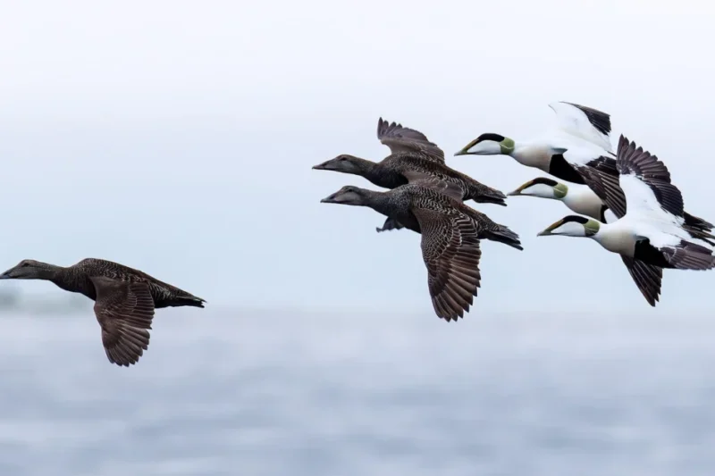Finland Expands and Refines Crucial Bird Sanctuary Network Amidst Shifting Ecological Landscapes