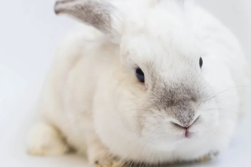 Foreign Laboratories Have Tormented and Killed Animals for Decades—And You’ve Paid for It