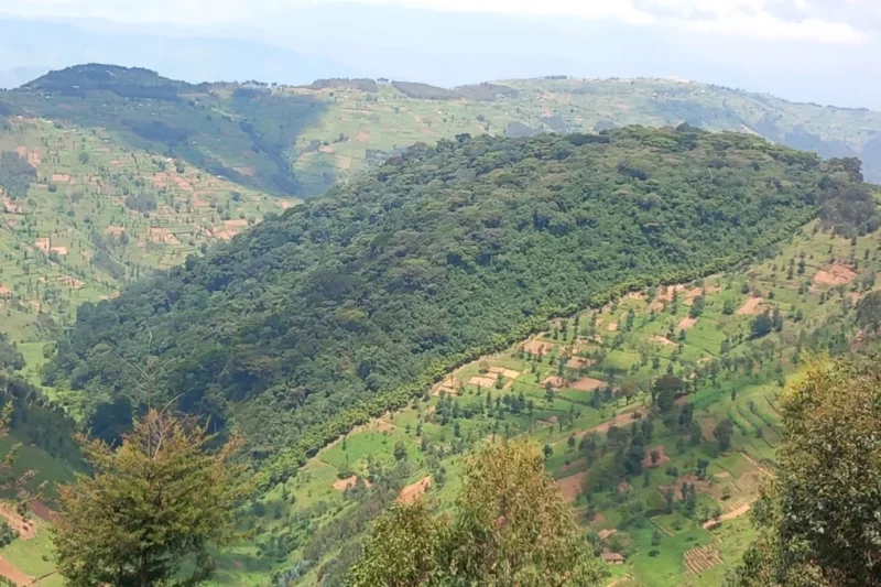 Forests: Vital Ecosystems Under Threat, Conservation Efforts Blossom Across Africa