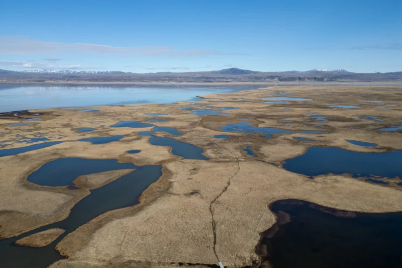 Guardians of the Flyway: Iceland’s Crucial Role in Protecting Migratory Birds