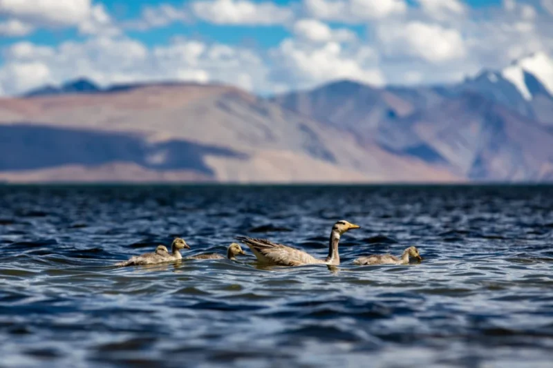 Himalayan Glacial Waters: A Lifeline for Iconic Avian Species Facing Climate Change Threats