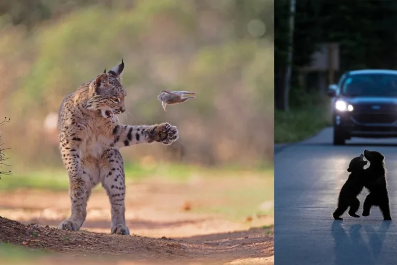 Josef Stefan Wins Wildlife Photographer of the Year Peoples Choice Award 2026 for Captivating Lynx Portrait.