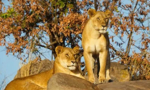 Lioness Attack at Chinese Zoo Sparks Global Safety Concerns and Renewed Debate Over Big Cat Captivity Regulations