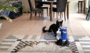 Mastering Behavior Change: Unlocking Success in New Year’s Resolutions and Dog Training