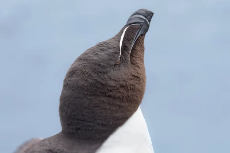 Mastering the Art and Science of Bird Photography A Technical and Ethical Guide to Wildlife Imaging