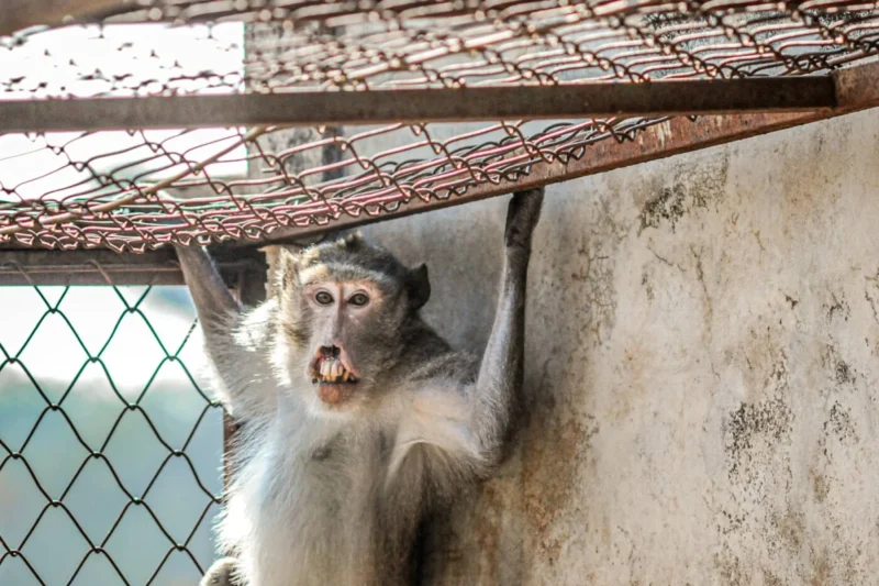 Monkey Imports Deliver Death to Endangered Monkeys