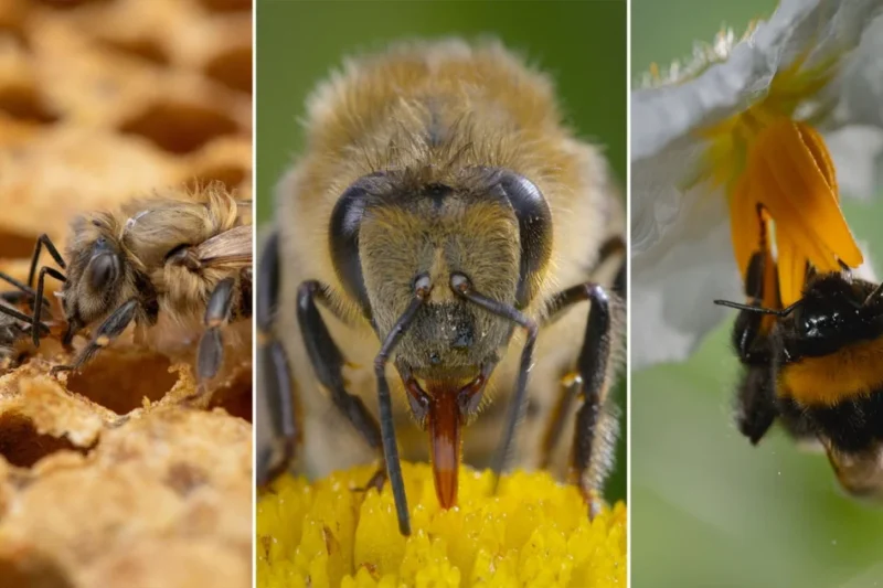 National Geographic Premieres Secrets of the Bees: A Deep Dive into the Cinematography and Science of Earth’s Essential Pollinators