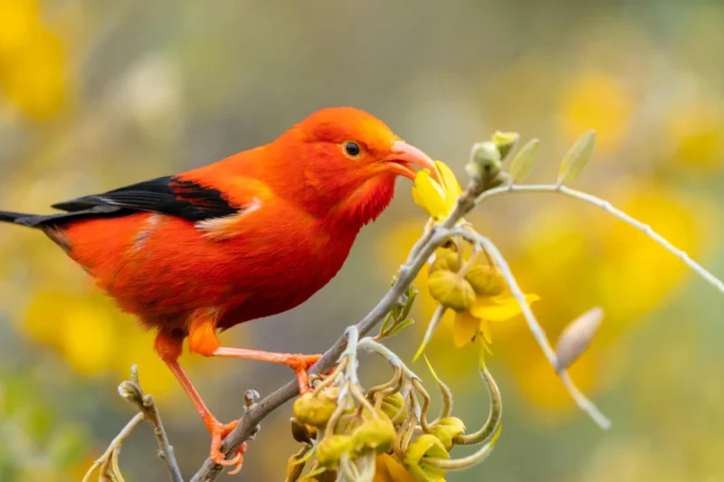 New Study Reveals Near Universal Susceptibility of Hawaiian Forest Birds to Avian Malaria, Underscoring Urgent Conservation Needs