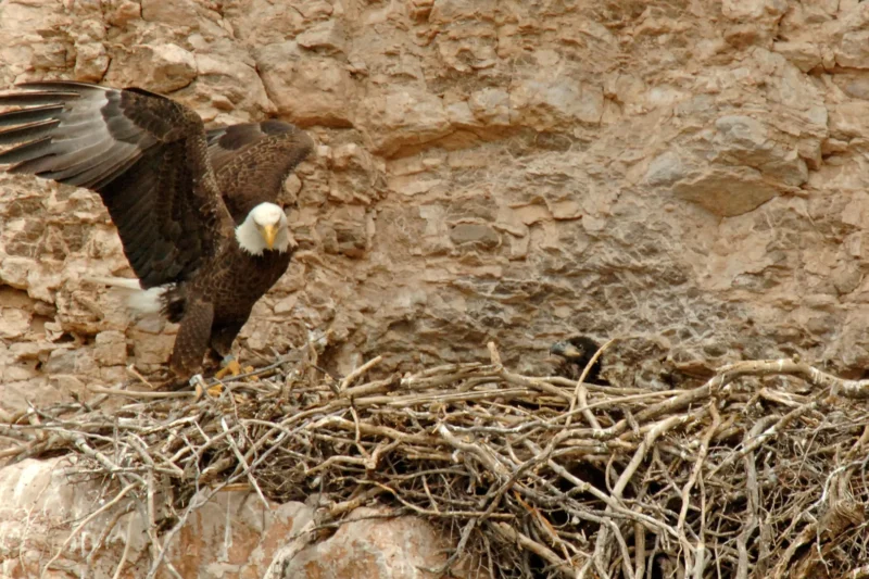 Northward Migrations of Nonbreeding Bald Eagles from Arizona, USA