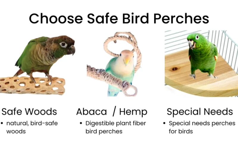 Optimizing Avian Wellness: The Critical Role of Strategic Perch Selection