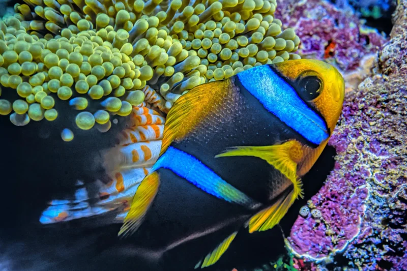 Plastic Pollution Reaches Remote Pacific Waters, Threatening Fish Stocks and Food Security