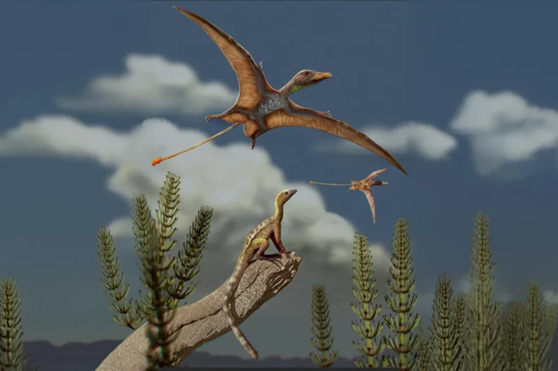 Pterosaurs Achieved Flight Early in Evolutionary History with Smaller Brains Than Bird Ancestors