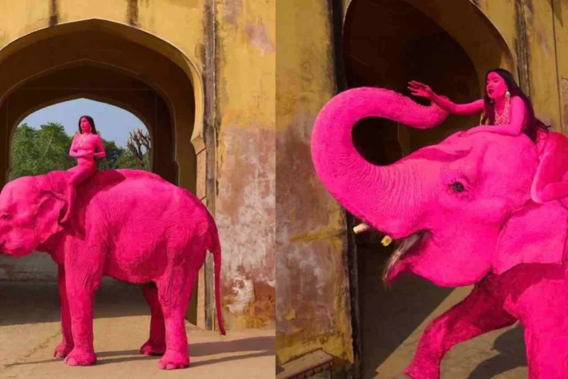 Russian Photographer Faces Intense Backlash Over Pink Painted Elephant Photo Shoot in Jaipur