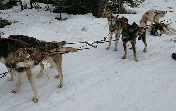 The 2026 Iditarod Trail Sled Dog Race Concludes Amid Reports of Canine Fatalities Extensive Injuries and Escalating Animal Welfare Protests