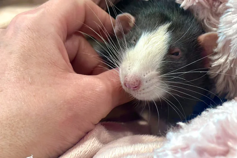 The Art and Science of Petting Rats: Understanding the Nuances of Rodent Affection