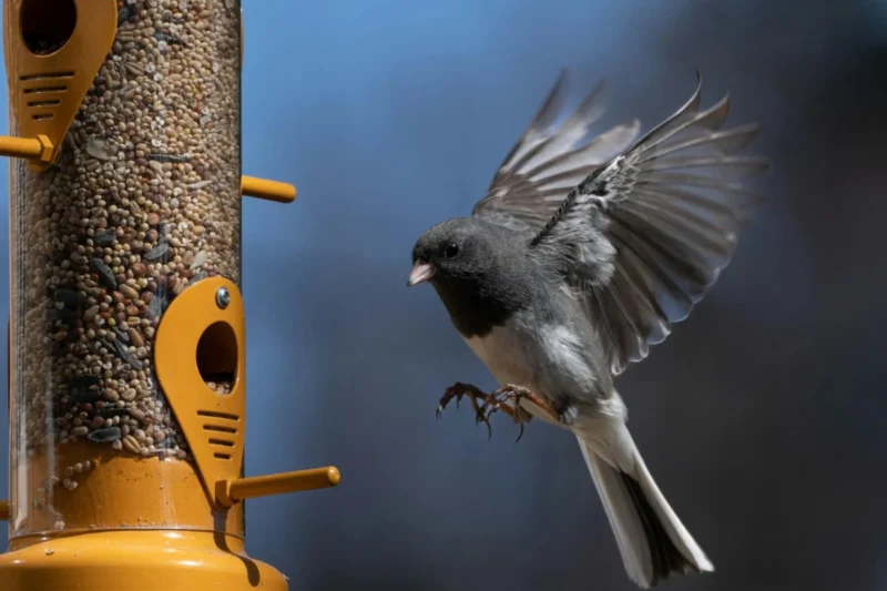The Astonishing Ways Birds Locate Bird Feeders: A Symphony of Sight, Memory, and Social Intelligence