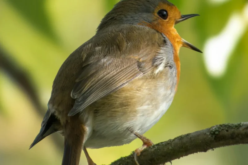 The Eerie Silence: Why Birds Suddenly Stop Singing and When the Music Returns