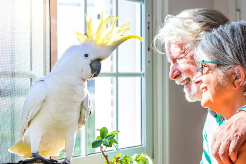 The Enduring Bond: Understanding and Extending the Lifespan of Companion Parrots