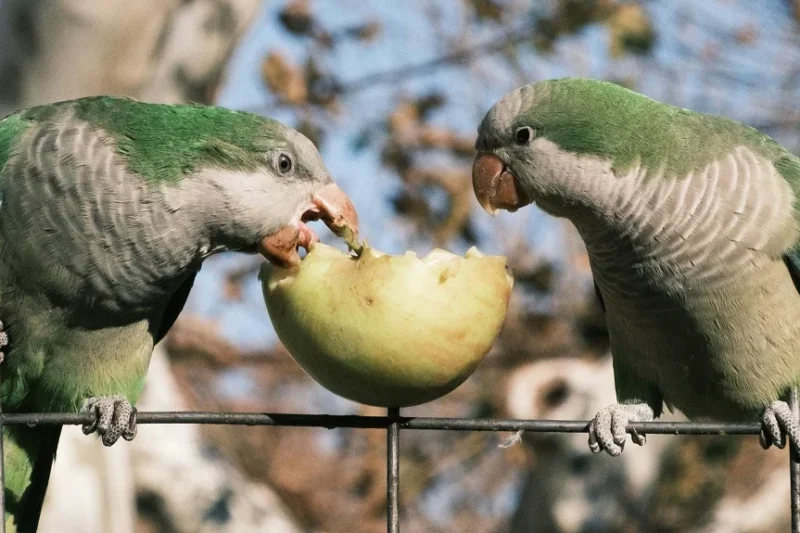 The Monk Parakeet: A Comprehensive Profile of Myiopsitta monachus as Pet and Invasive Species