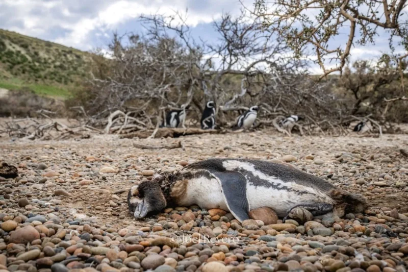 The Puma-Penguin Predicament: Balancing Iconic Species Protection in Patagonia’s Recovering Ecosystems