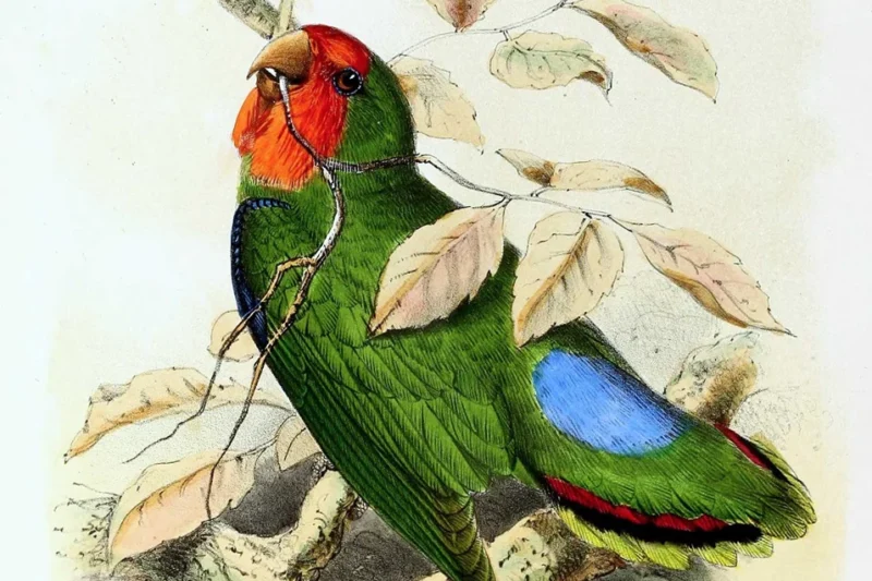 The Red-headed Lovebird, Agapornis pullarius: A Detailed Exploration of Africa’s Elusive Avian Gem