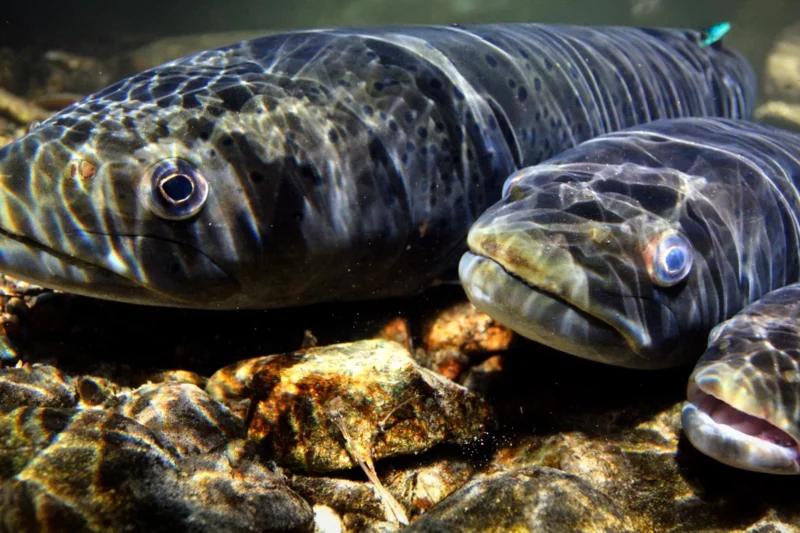 The Silent Exodus: Migratory Freshwater Fish Facing Catastrophic Decline