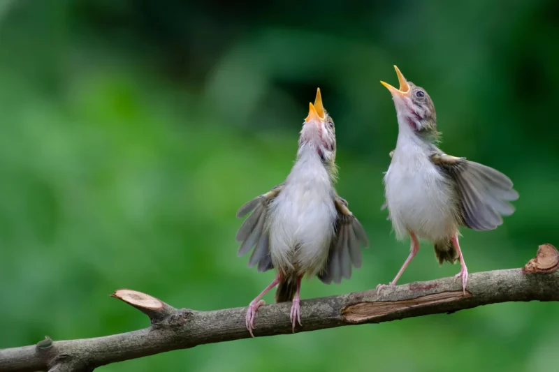 The Universal Warning: Distant Birds Share Strikingly Similar Alarm Calls Against Parasitic Threats