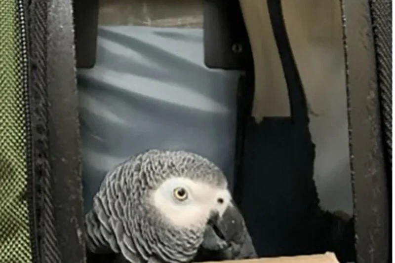 The Unseen Battle: How Extreme Boston Winters Challenge Pioneering Avian Cognition Research