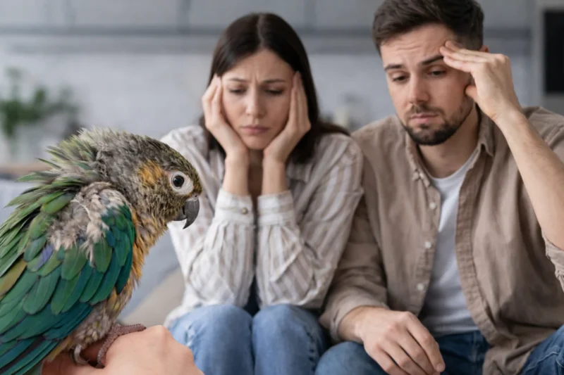 Understanding and Managing Chronic Feather and Skin Issues in Pet Birds