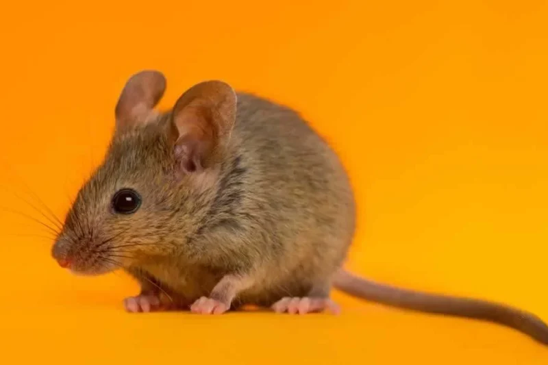 Ventura City Council Becomes Largest U.S. Municipality to Ban the Sale and Use of Glue Traps Following Advocacy Efforts