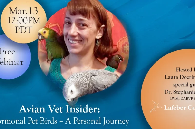 Webinar: Hormonal Pet Birds – A Personal Journey
