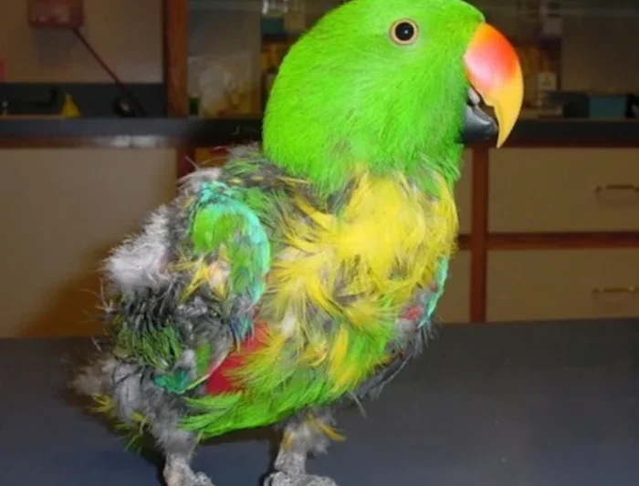 Advancing Avian Welfare Through Specialized Veterinary Continuing Education on Foraging and Ultraviolet Light Exposure