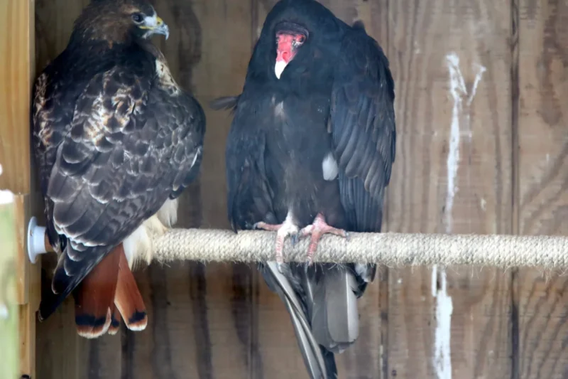 An Unlikely Alliance: The Enduring Bond of a Turkey Vulture and Red-tailed Hawk at Elmwood Park Zoo